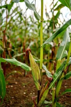 Close-up of corn plants in a field. Stock Photos