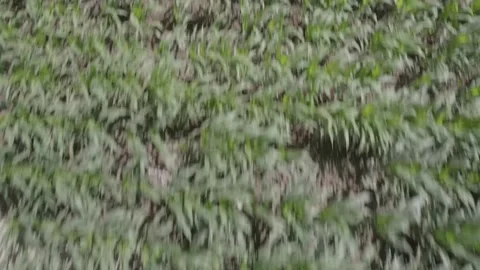 Close up of corn plants with green leaves and stalks under daylight Stock Footage 342730346