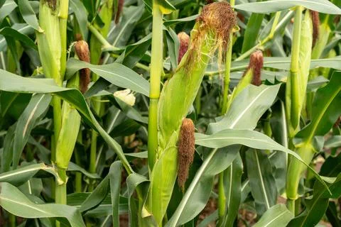 Close-up of corn plants growing in a field, agricultural landscape Stock Photos