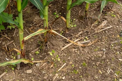 Close-up of corn roots and lower stalks growing in an agricultural field Stock Photos