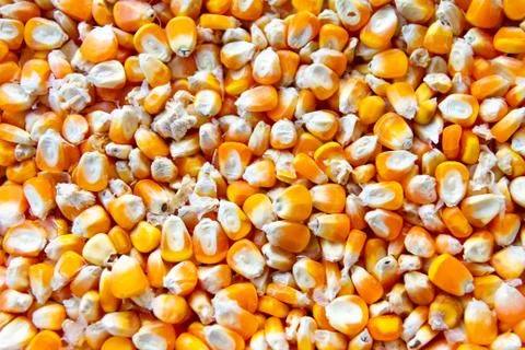 Close up of corn seeds Foto stock