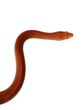 Close up of corn snake on white background 스톡 사진