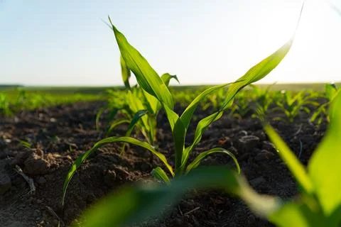A close-up of a corn sprout growing in the ground. Sweet corn sprout Stock Photos