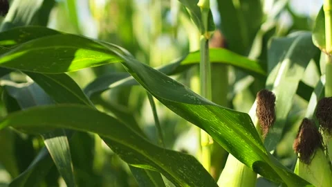 A close up of a corn sprouts Video stock 130827476
