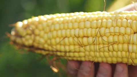 A close up of a corn sprouts Stock Footage 130828613