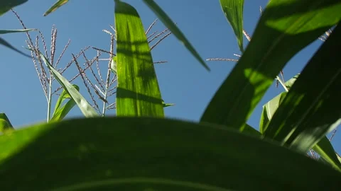 A close up of a corn sprouts Stock-Footage 130829522