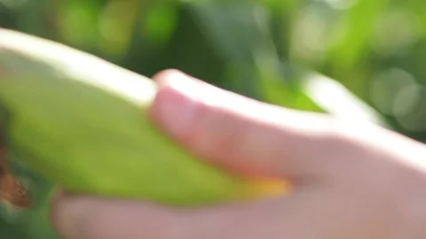 A close up of a corn sprouts Stock-Footage 130830171