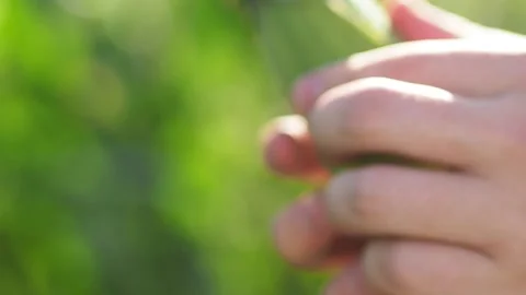 A close up of a corn sprouts Stock-Footage 130830367