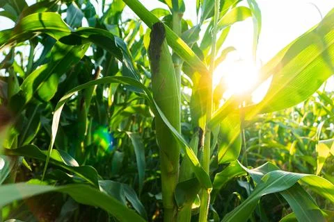 Close Up corn on the stalk in the cornfield. Closeup of corn cob. 写真素材