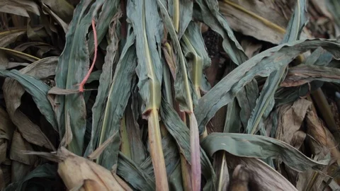 Close up of corn stalk fall move down.mov Stock Footage 95776967