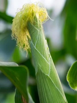 Close up corn on the stalk in the field Stock Photos