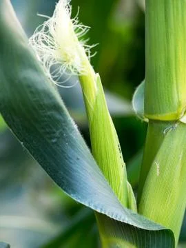 Close up corn on the stalk in the field Stock Photos