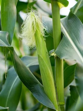 Close up corn on the stalk in the field Stock Photos