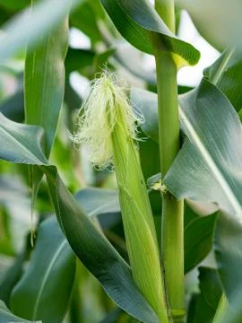 Close up corn on the stalk in the field Stock Photos