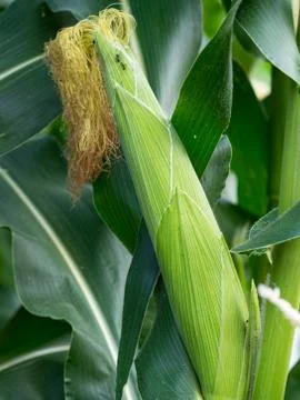 Close up corn on the stalk in the field Stock Photos