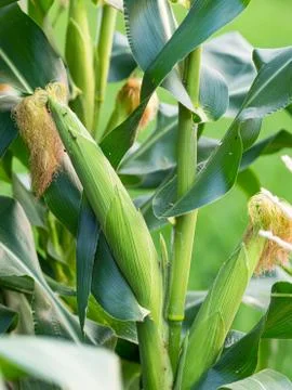Close up corn on the stalk in the field Stock Photos