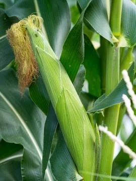Close up corn on the stalk in the field Stock Photos