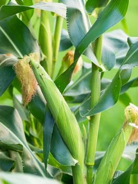 Close up corn on the stalk in the field Stock Photos