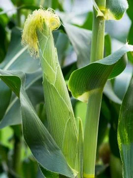Close up corn on the stalk in the field Stock Photos