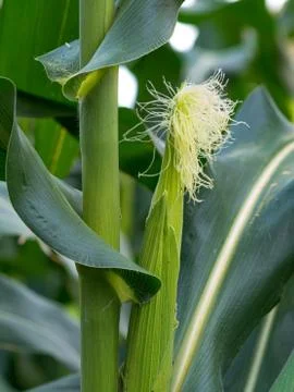Close up corn on the stalk in the field Stock Photos
