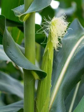 Close up corn on the stalk in the field Stock Photos