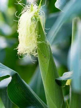 Close up corn on the stalk in the field Stock Photos