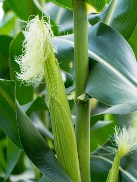 Close up corn on the stalk in the field Stock Photos
