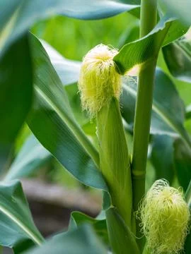 Close up corn on the stalk in the field Stock Photos