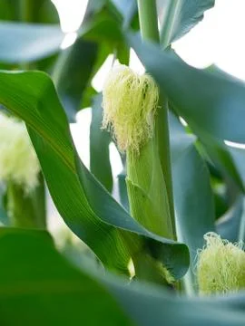 Close up corn on the stalk in the field Stock Photos
