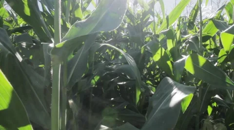 Close Up on Corn Stalks 스톡 동영상 42878840