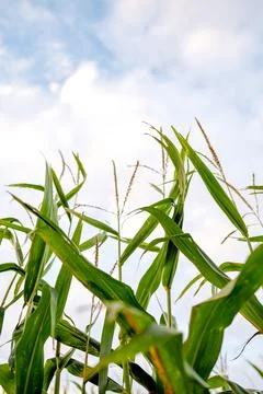 Close-up corn stalks reaching sky Stock Photos