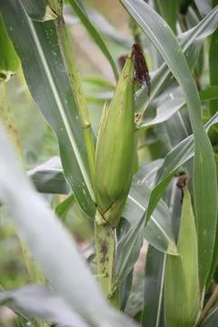 Close up of corn that is still green Stock Photos