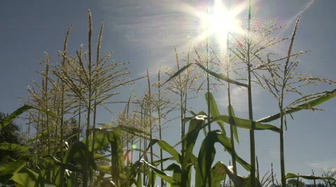 Close up corn with sun flare, slight breeze Stock Footage 875083