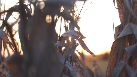  Close Up Corn Sunset  Video stock 92330511