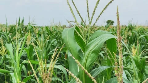 Close Up of Corn Tassels Emerging Above Healthy Maize Plants in Productive Stock Footage 340827612