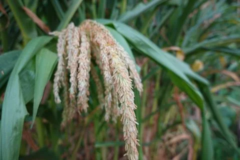 Close-Up of Corn Tassels in a Field Stock Photos