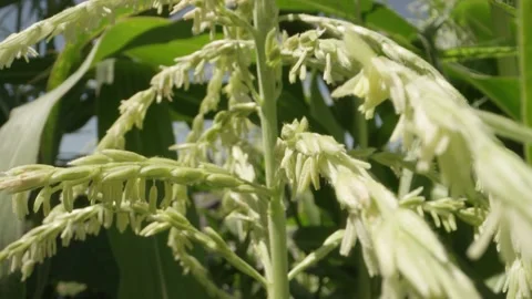 Close up of corn tassels ready to pollinate sweet corn Stock Footage 144136178