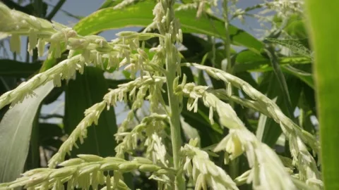 Close up of corn tassels ready to pollinate sweet corn Stock-Footage 144136383