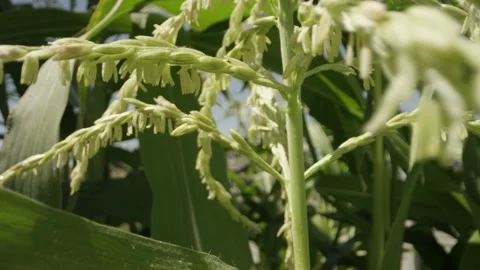 Close up of corn tassels shaking and releasing pollen Stock Footage 144136090