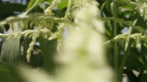 Close up of corn tassels shaking and releasing pollen Stock Footage 146921403