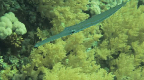 Close up with cornet fish 動画素材 22722188