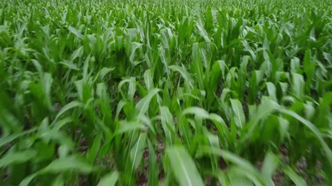 Close Cornfield Flyover Stock Footage 201771157