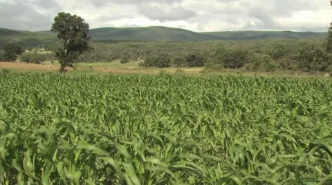 Close Up Of A Cornfield As The Stalks Sway In The Wind 動画素材 19315575