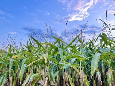 Close-up of a cornfield under a sunset sky Stock Photos