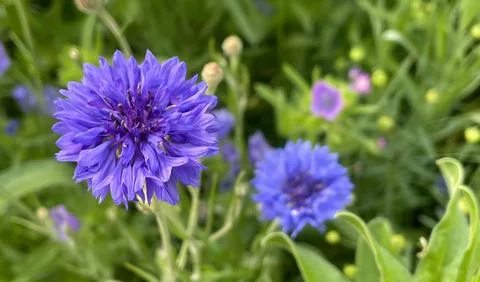 Close-up of a cornflower in its springtime Stock Photos