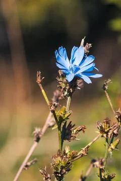 Close-up of a Cornflower Stock Photos