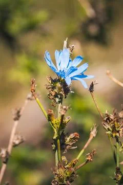 Close-up of a Cornflower Stock Photos