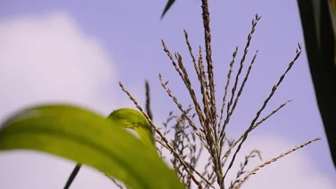 Close up of cornflower seeds with blur background 스톡 동영상 290934467