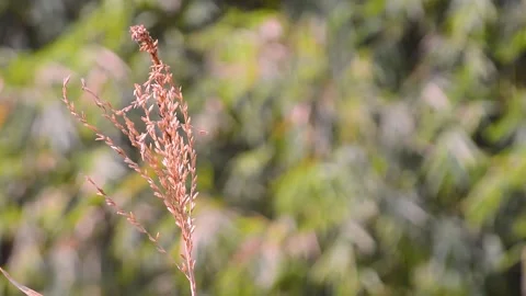 Close up of cornflower seeds with blur background 스톡 동영상 292280909
