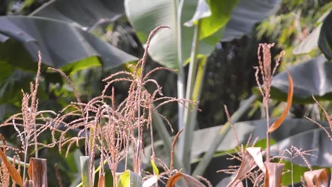 Close up of cornflower seeds with blur background 스톡 동영상 292280949